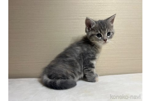 成約済の茨城県のマンチカン-84788の4枚目